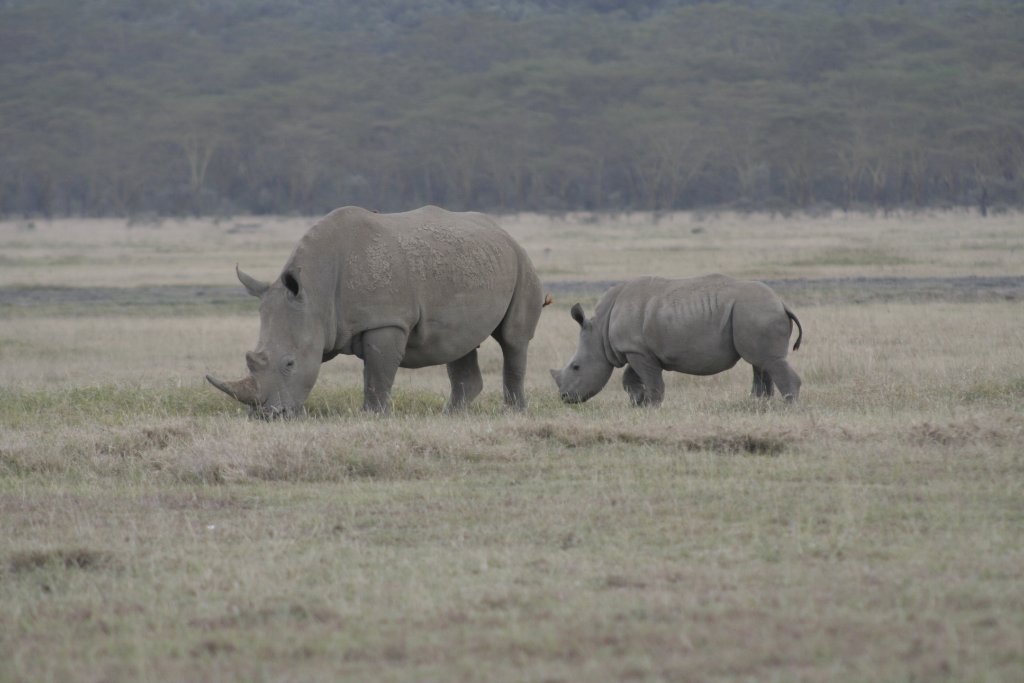 12-White rhino with baby.jpg - White rhino with baby